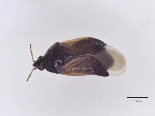 Orius sp.